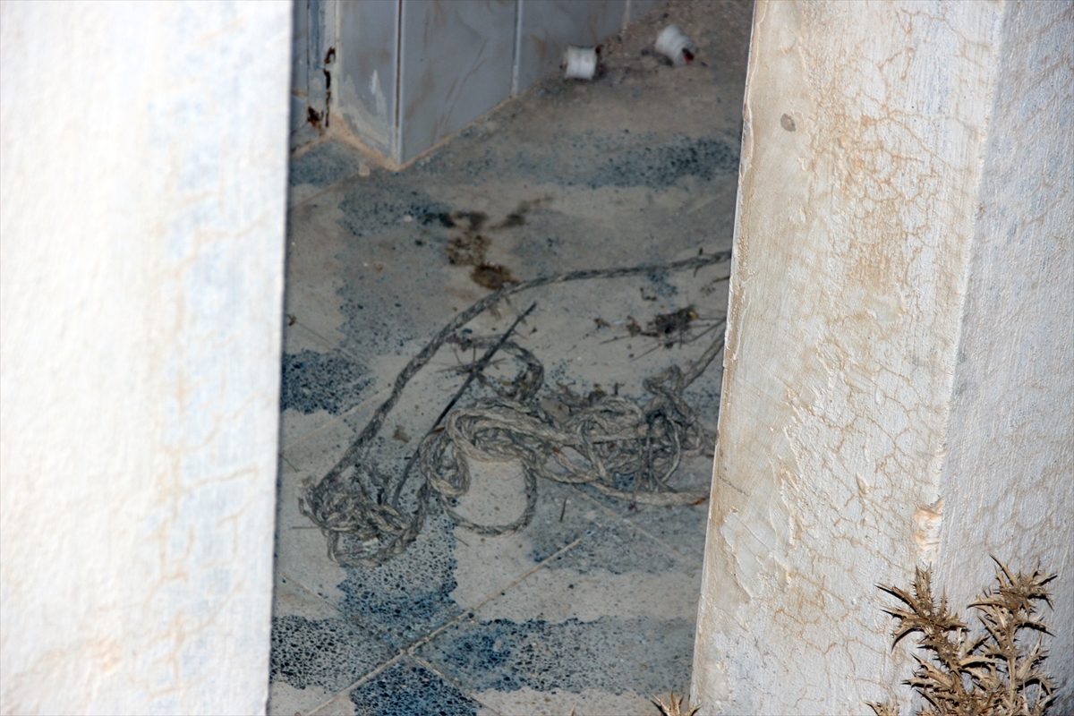 Domuz bağıyla bağlayıp ölüme terk ettiler