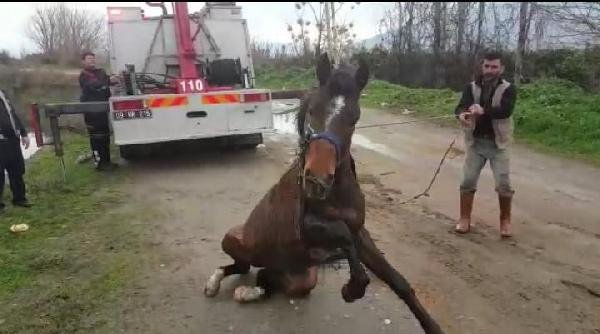 Aydın'da sulama kanalına düşen at kurtarıldı