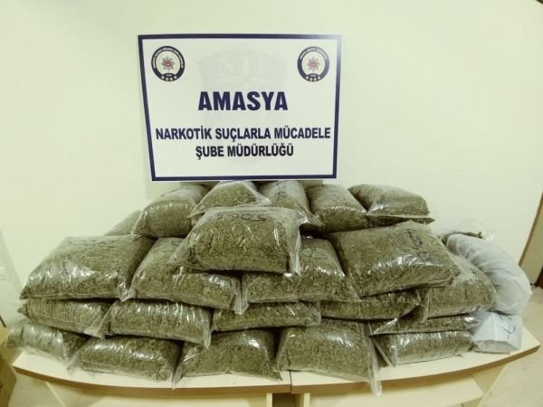 Amasya'da 21,8 kilo bonzai ele geçirildi