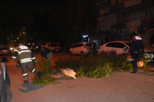 Şiddetli rüzgar İzmir'de ağaçları devirdi