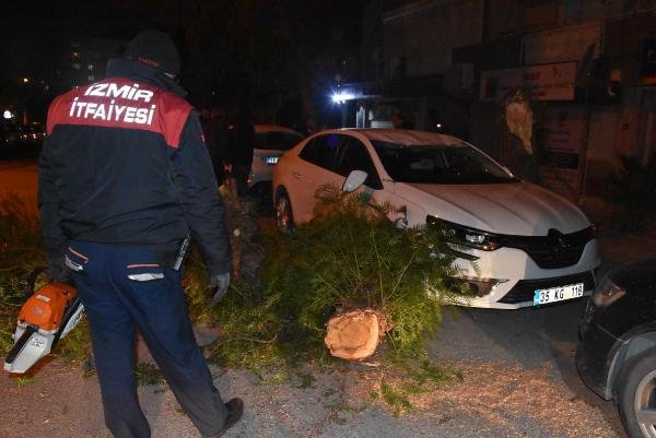 Şiddetli rüzgar İzmir'de ağaçları devirdi