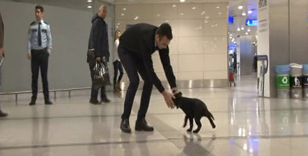 Havalimanında unutulan köpek çalışanların maskotu oldu