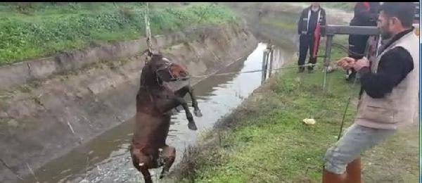 Aydın'da sulama kanalına düşen at kurtarıldı