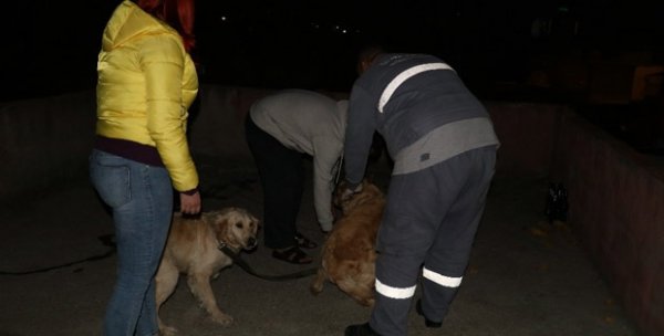 Adana'da köpeklerine işkence eden kişi gözaltına alındı