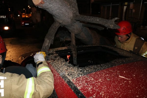 Ataşehir'de kökü çürüyen ağaç bir aracın üstüne devrildi