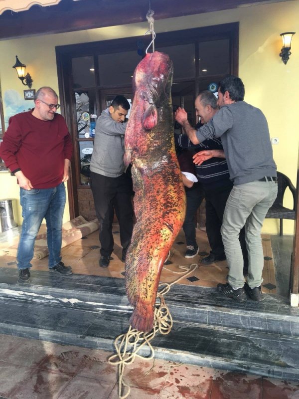İznik'te 2 metrelik yayın yakalandı