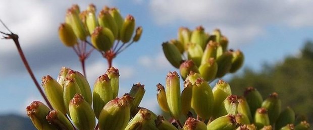 İzmir'de yeni bitki türü keşfedildi