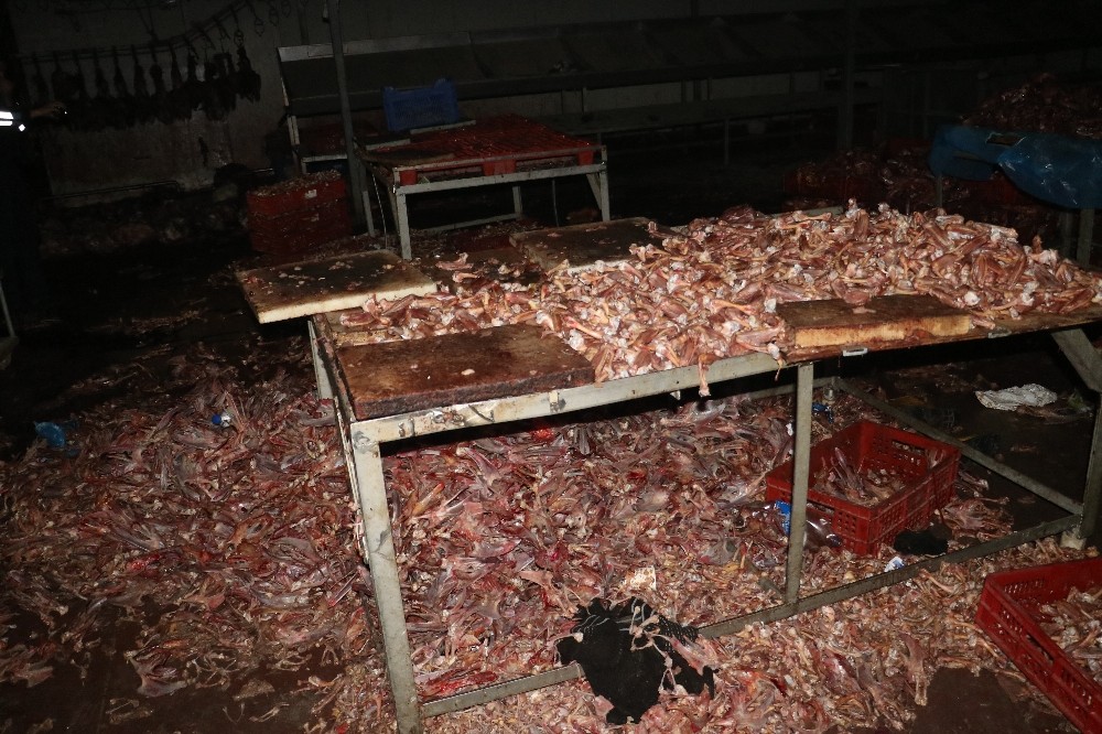 Adana'da kaçak kesilmiş tavuklar bulundu
