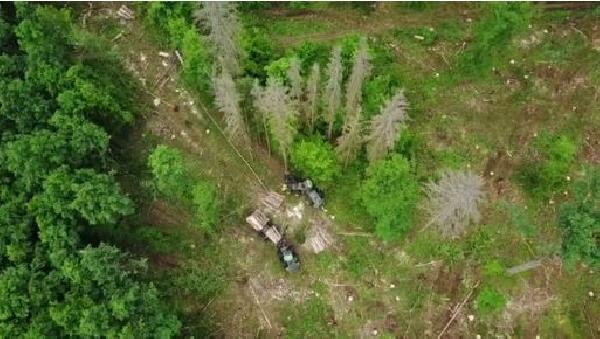 AB'den Polonya'ya ağaç kesme cezası