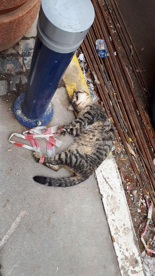 Ayakları bağlanan kedi işkence edilerek öldürüldü