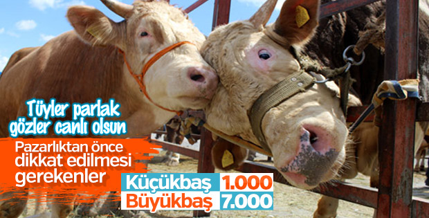 Kurbanlık alırken dikkat edilmesi gerekenler
