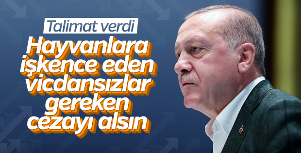 Başkan Erdoğan'dan hayvan hakları yasası talimatı