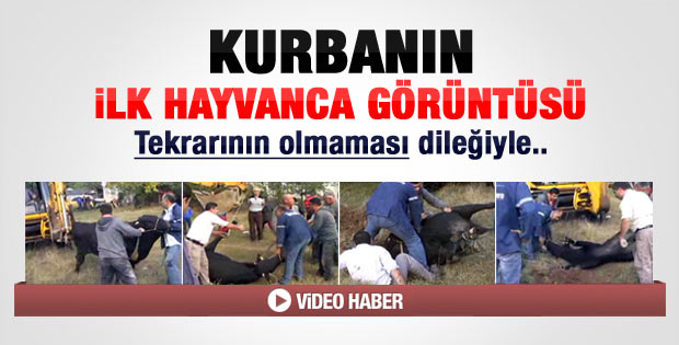 Bolu'da kurbanın ayağı vinçle yukarı kaldırıldı