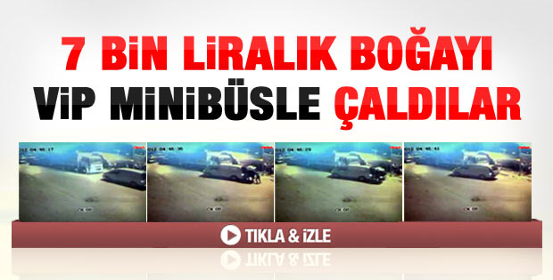 Ataşehir'de 800 kiloluk boğa böyle çalındı