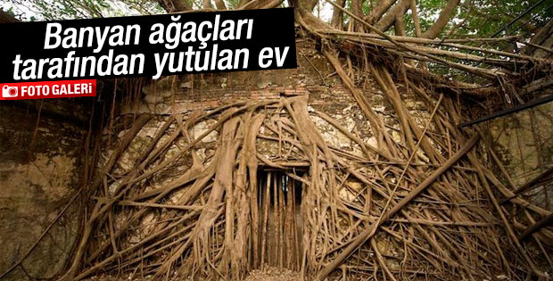 Banyan ağaçları tarafından yutulan ev