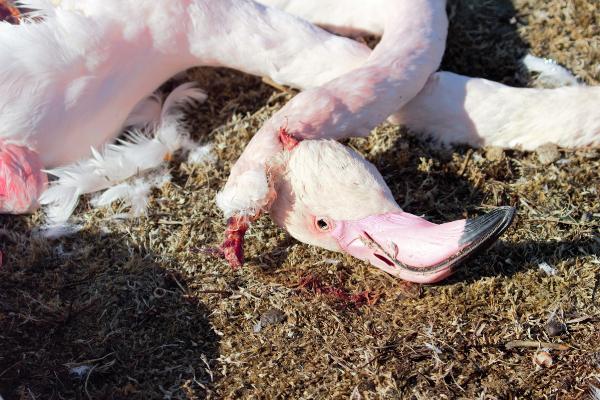 Konya'daki Akgöl Sazlığı'nda flamingolar katledildi
