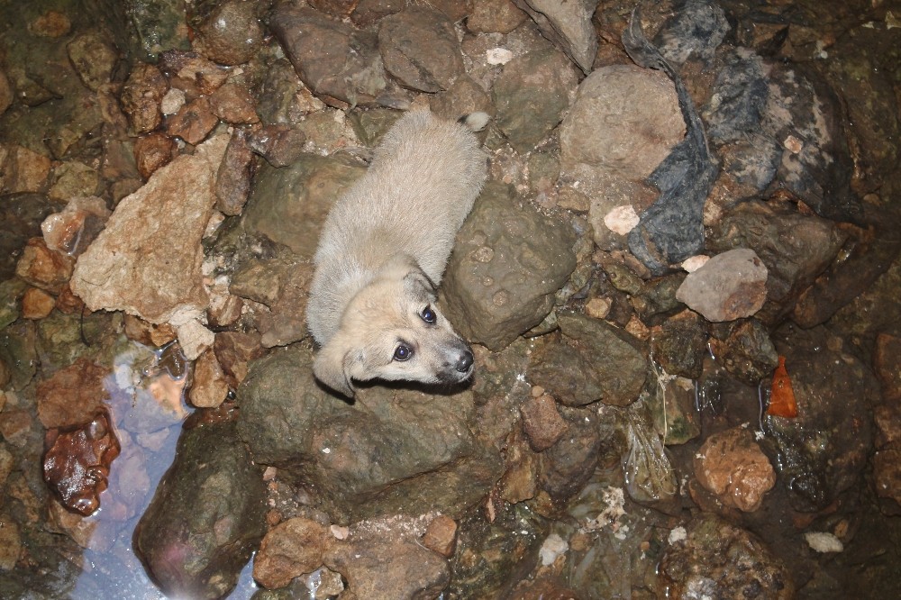 Mardin'de kuyuya düşen köpeği itfaiye ekipleri kurtardı