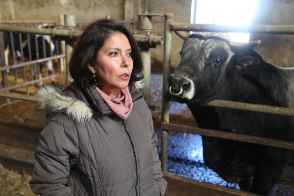 Türkiye'nin klonlanan ilk sığırları Tekirdağ'a getirildi