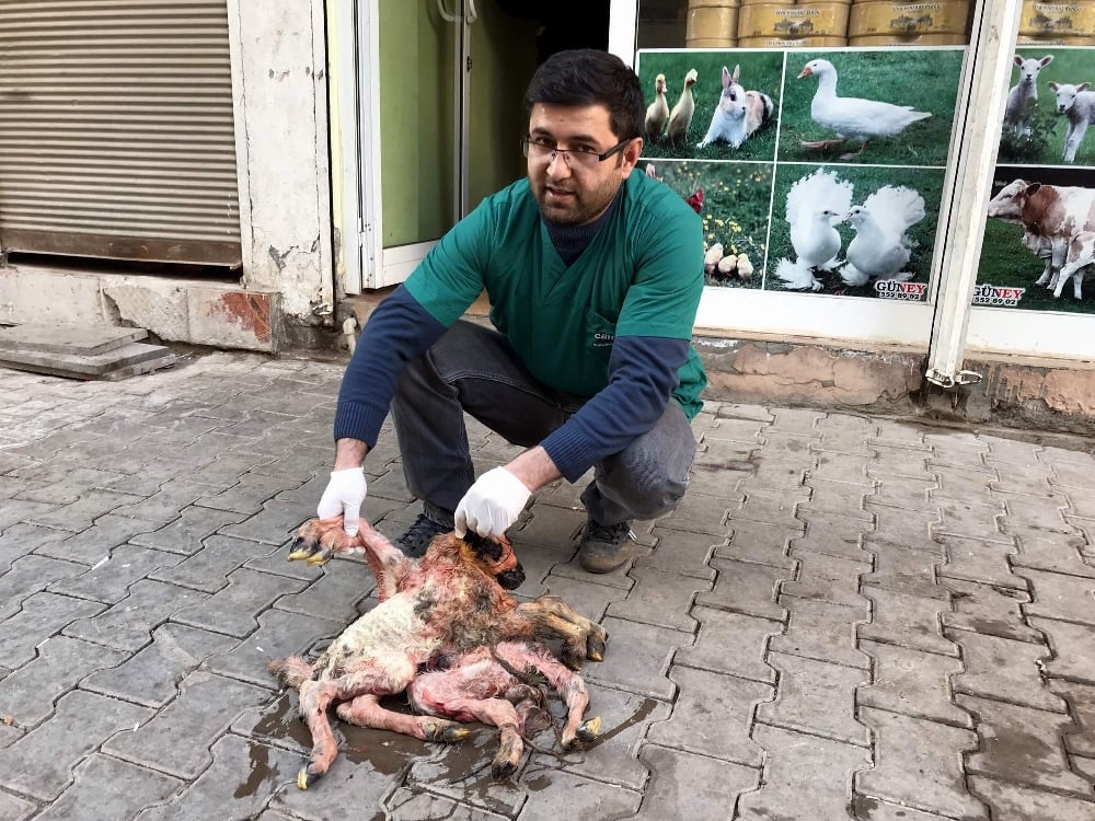 Şanlıurfa'da 8 ayaklı kuzu ölü doğdu