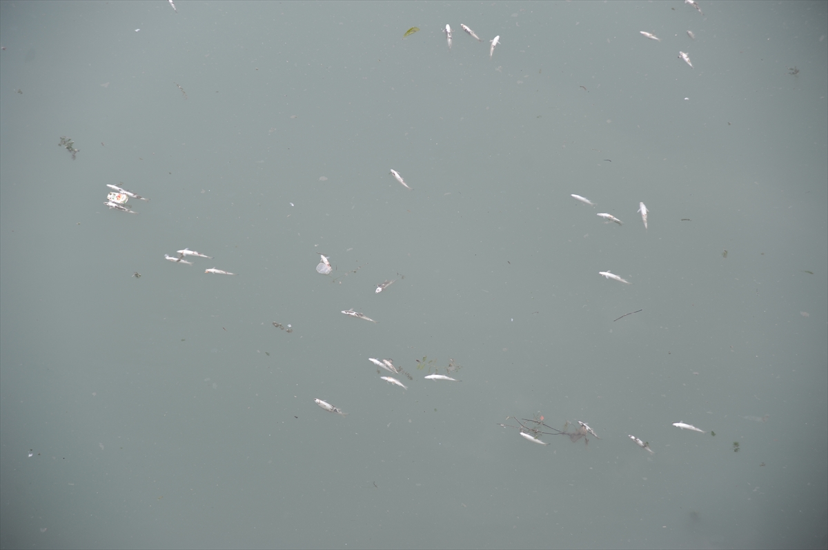 Seyhan Nehri'nde balık ölümleri