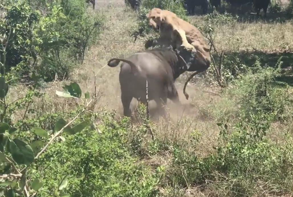 Bufalo pusudaki aslana saldırdı