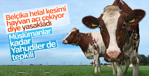 Belçika'da İslami usullere göre kesime yasak