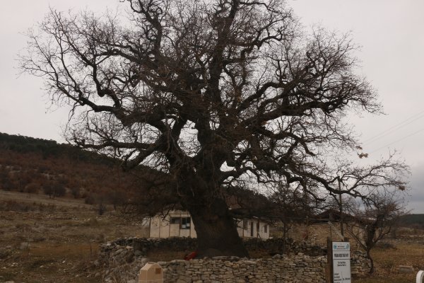 700 yaşındaki Anıt Ağaç bu yıl da yeşerecek