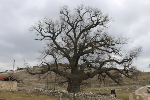 700 yaşındaki Anıt Ağaç bu yıl da yeşerecek