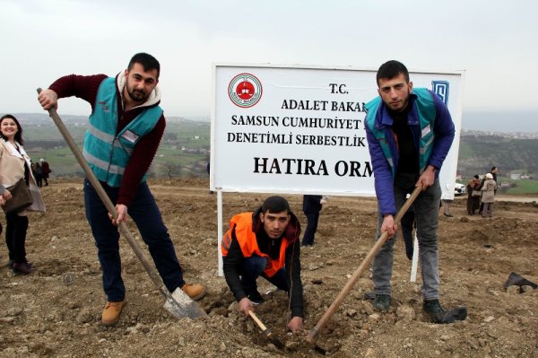 Samsun’da hükümlüler fidan dikti