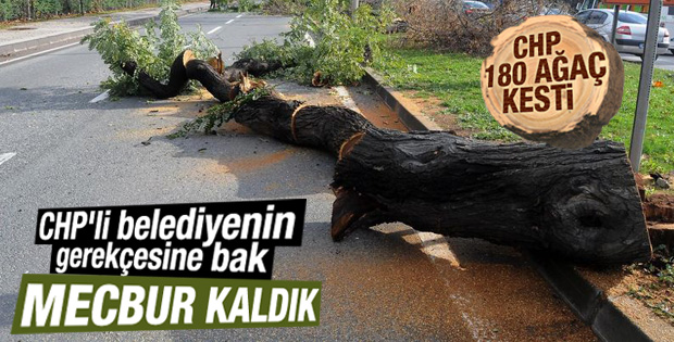 Yalova Belediyesi'nden ağaç kesme açıklaması