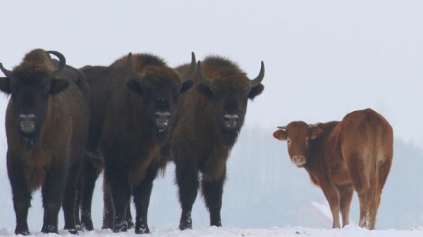 Çiftlikten kaçan inek bizon sürüsüne katıldı