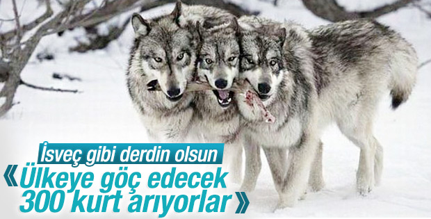 İsveç'in gündemi ülkedeki kurt sayısı