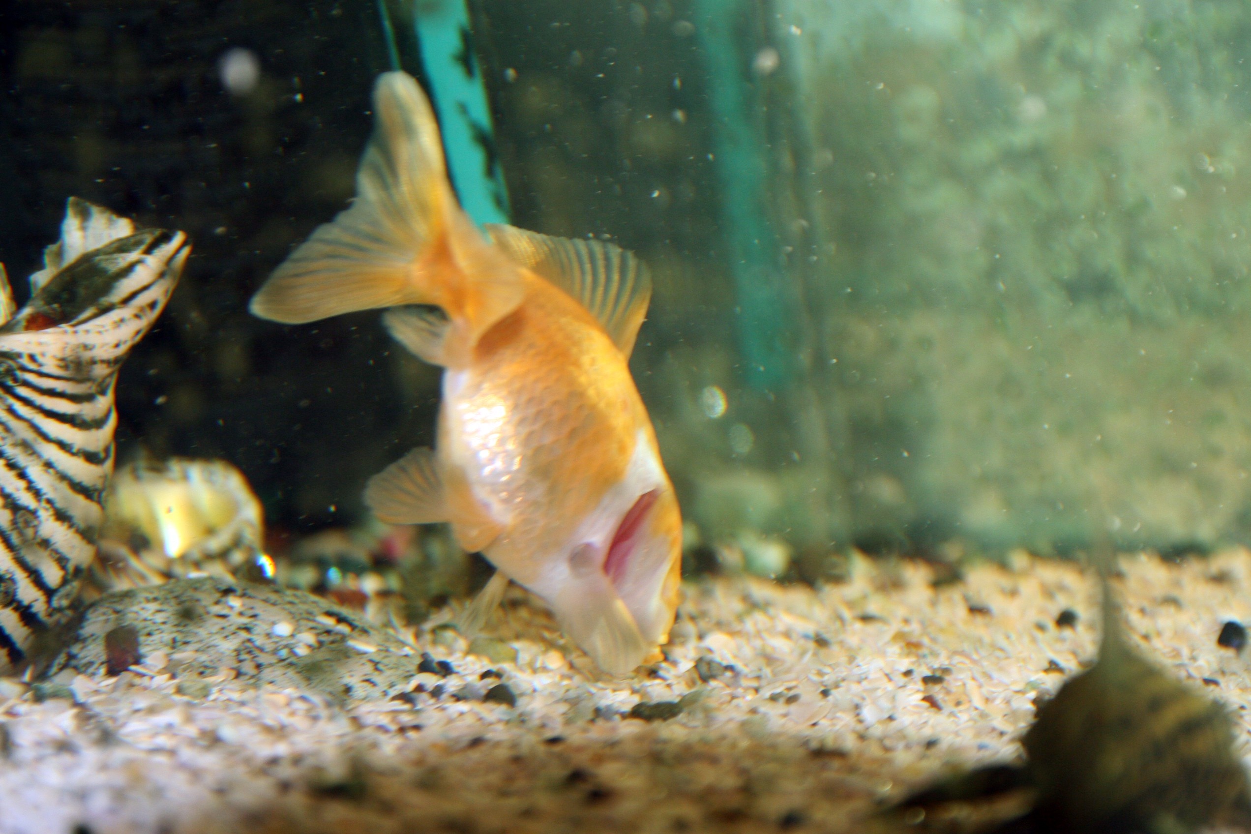 Japon balığı 2 yıldır gözleri olmadan yaşıyor