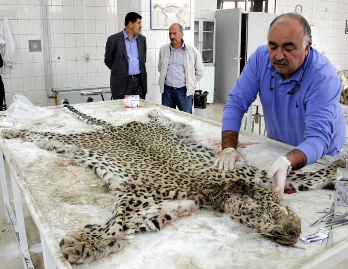 Diyarbakir Da Oldurulen Leopar Olumsuzlesecek