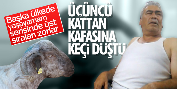 Üçüncü kattan üstüne keçi düştü