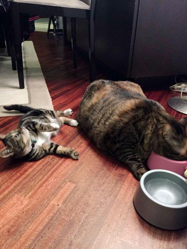 Antalya�da 12,5 kiloluk kedi obezite tedavisi görüyor