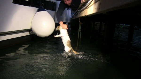 Köpekten kaçan kedi denize atladı