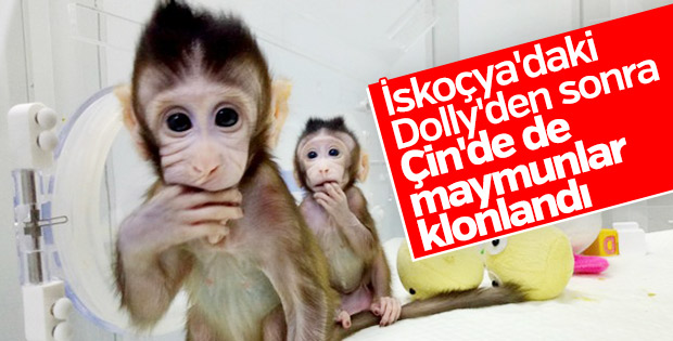 Çin'de bir ilk yapıldı: İki maymun klonlandı