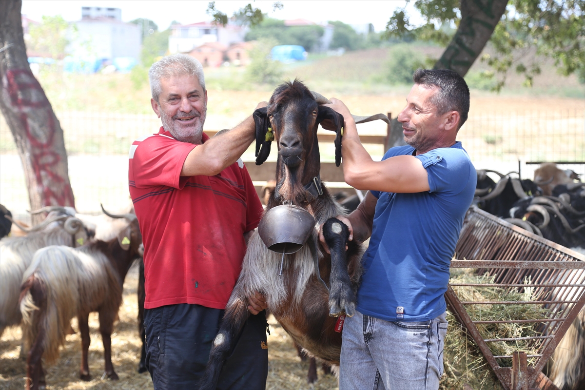 Oğlak (hayvan): açıklama ve fotoğraf Oğlak (hayvan): açıklama ve fotoğraf