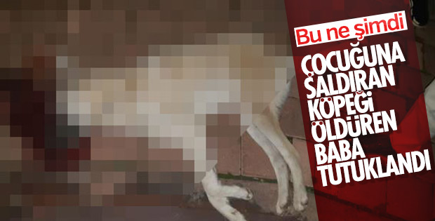 Oğlunu ısıran köpeği öldüren baba tutuklandı
