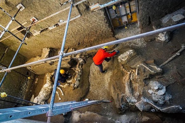Pompeii'de Roma dÃ¶nemine ait at iskeleti bulundu