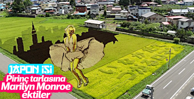 Japon tarlalarında pirinç çeltik sanatı