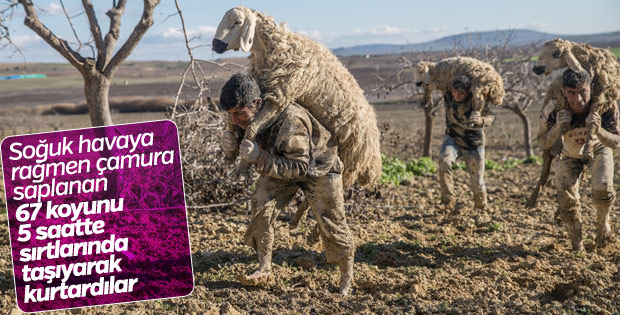 Çamura saplanan hayvanlar için seferber oldular