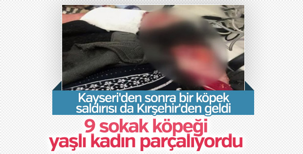 Bir köpek vahşeti daha Kırşehir'de