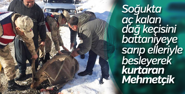 Yaralı dağ keçisinin imdadına Mehmetçik yetişti