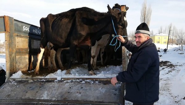 Dolandırılan şehit annesinin inekleri bulundu