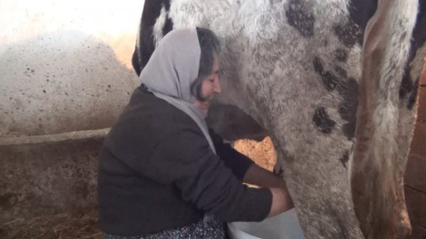 Dolandırılan şehit annesinin inekleri bulundu