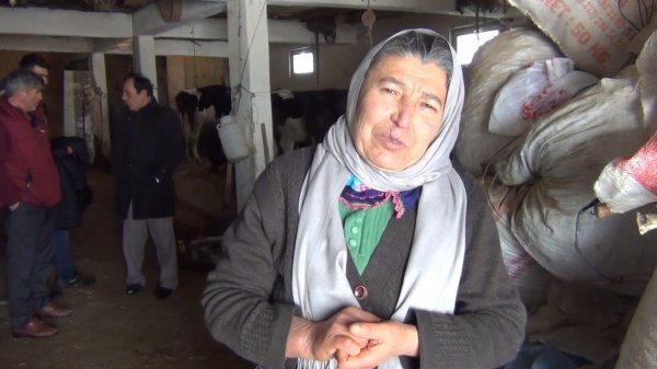 Dolandırılan şehit annesinin inekleri bulundu