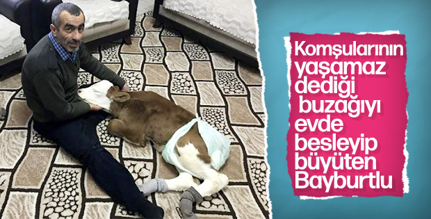 Erken doğan buzağıya evinde bakan çiftçi