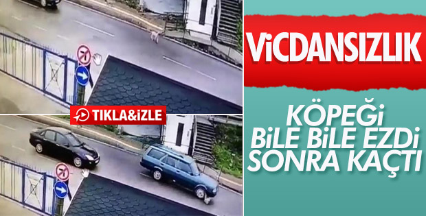 Köpeği ezip yoluna devam etti
